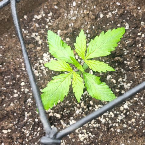 RUNTZ 2 growlog timeline photo