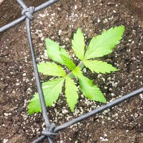 RUNTZ 2 growlog timeline photo