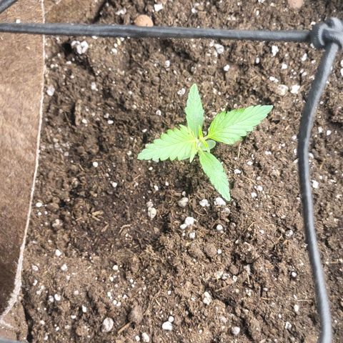 RUNTZ 1 growlog timeline photo