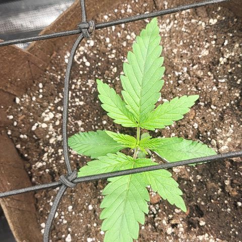 THUNDERFUCK FEM growlog timeline photo