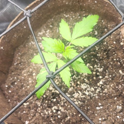 RUNTZ 2 growlog photo: Started bending the plant 90°