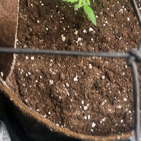 RUNTZ 1 growlog timeline photo