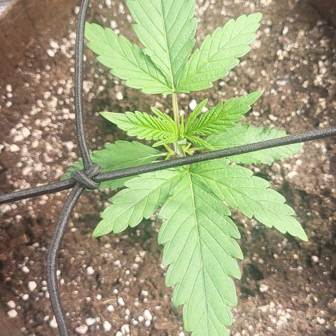 THUNDERFUCK FEM growlog timeline photo
