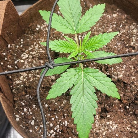 THUNDERFUCK FEM growlog timeline photo