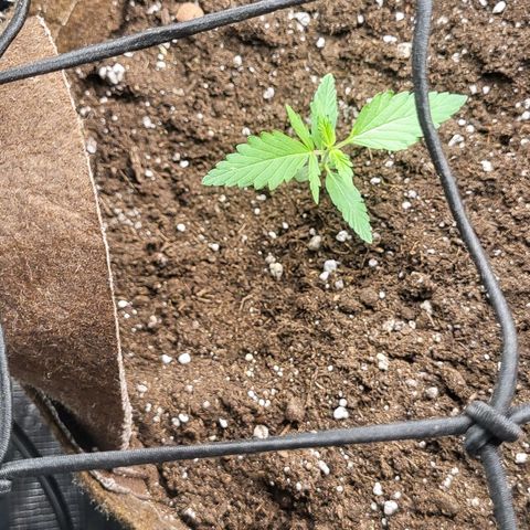 RUNTZ 1 growlog photo: Smol 