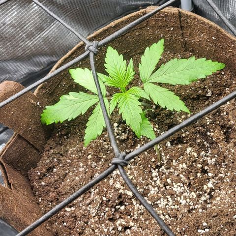 RUNTZ 2 growlog timeline photo