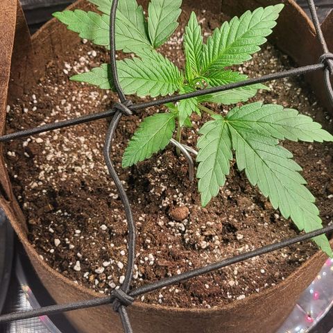 THUNDERFUCK FEM growlog timeline photo