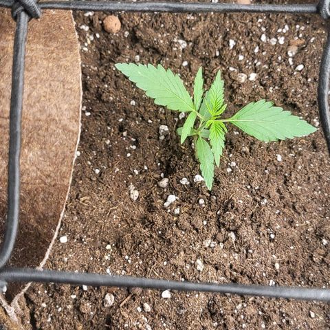 RUNTZ 1 growlog photo: Still smol