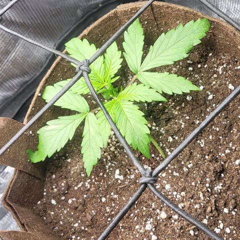 RUNTZ 2 growlog timeline photo