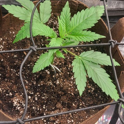 THUNDERFUCK FEM growlog timeline photo