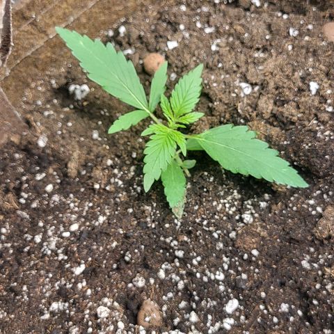 RUNTZ 1 growlog timeline photo