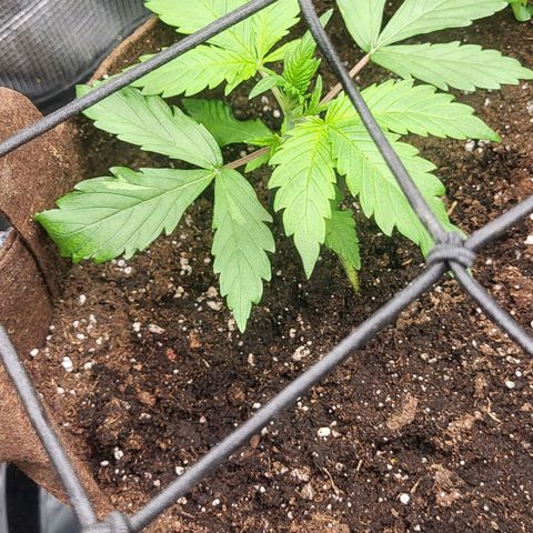 RUNTZ 2 growlog timeline photo