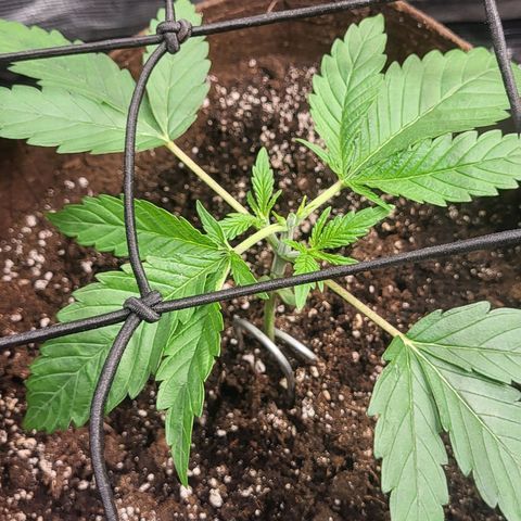 THUNDERFUCK FEM growlog timeline photo