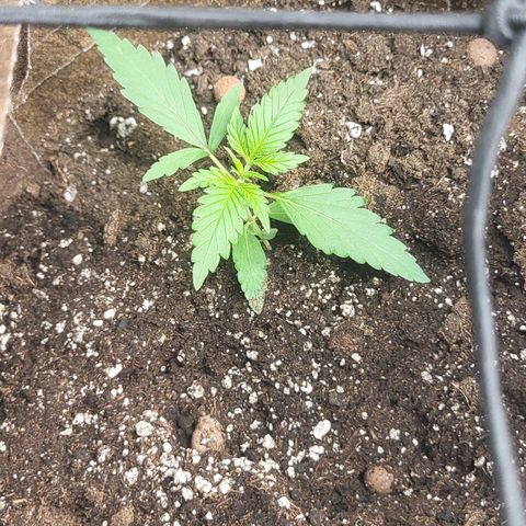 RUNTZ 1 growlog timeline photo