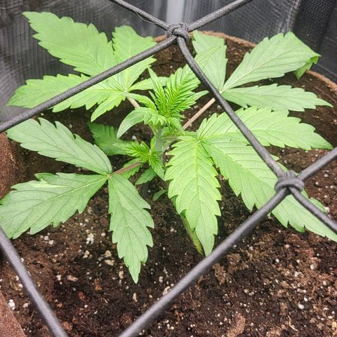 RUNTZ 2 growlog timeline photo