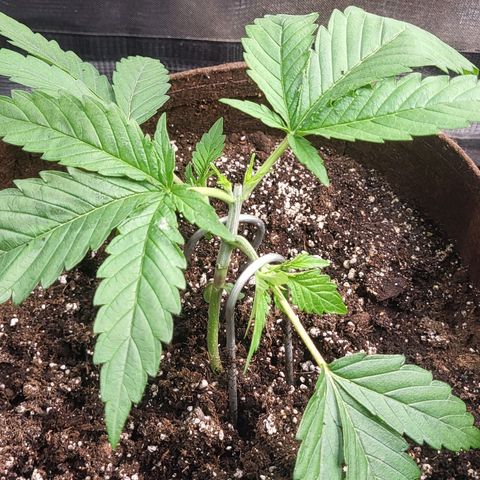 THUNDERFUCK FEM growlog timeline photo