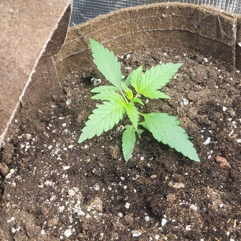 RUNTZ 1 growlog timeline photo