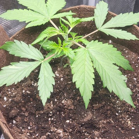 RUNTZ 2 growlog timeline photo