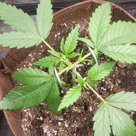 THUNDERFUCK FEM growlog timeline photo