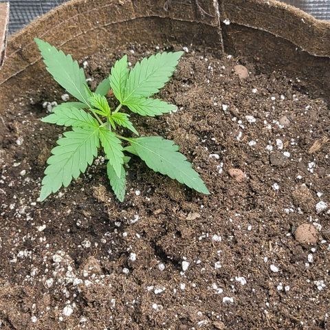 RUNTZ 1 growlog timeline photo