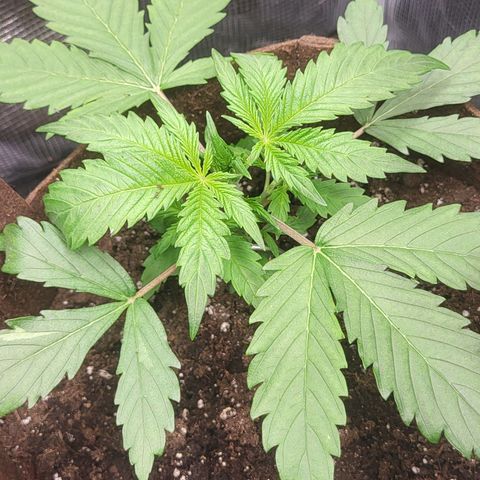 RUNTZ 2 growlog timeline photo