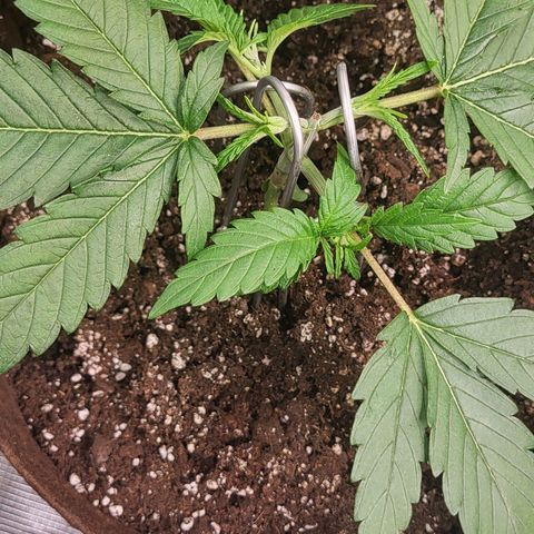 THUNDERFUCK FEM growlog timeline photo