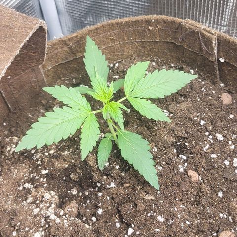 RUNTZ 1 growlog timeline photo