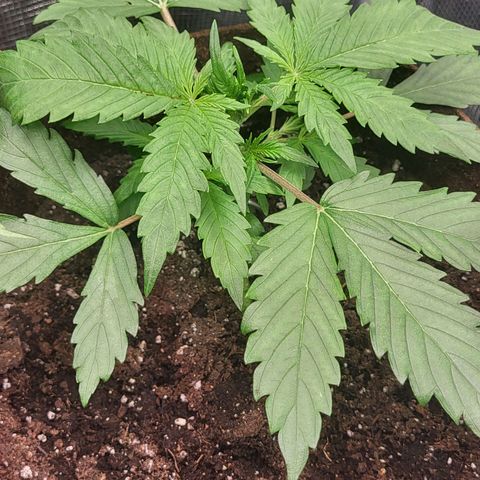 RUNTZ 2 growlog timeline photo