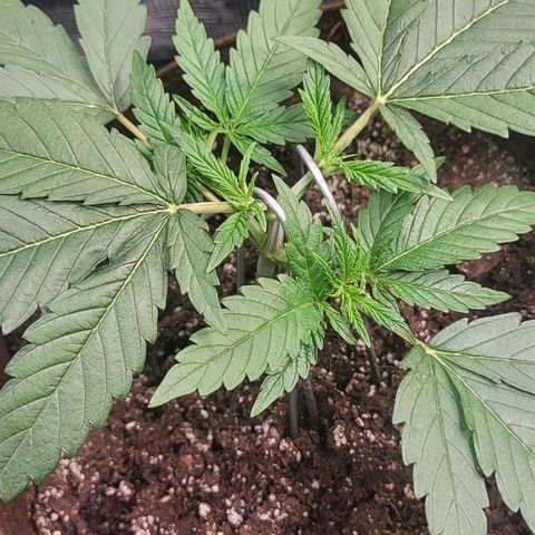 THUNDERFUCK FEM growlog timeline photo