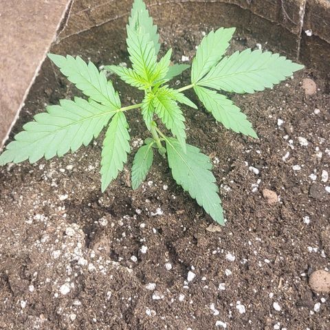 RUNTZ 1 growlog timeline photo