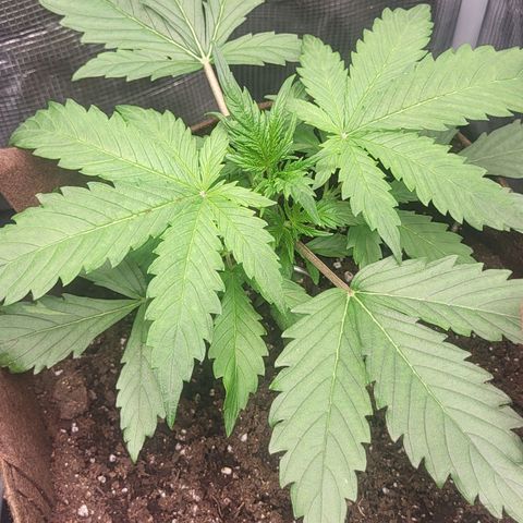 RUNTZ 2 growlog timeline photo