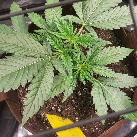 THUNDERFUCK FEM growlog timeline photo