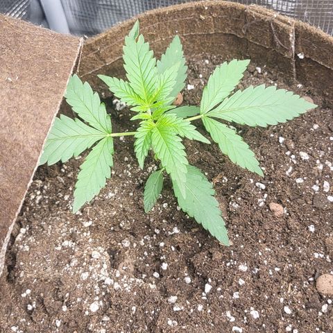 RUNTZ 1 growlog timeline photo