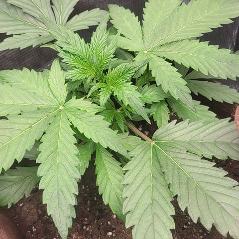 RUNTZ 2 growlog timeline photo
