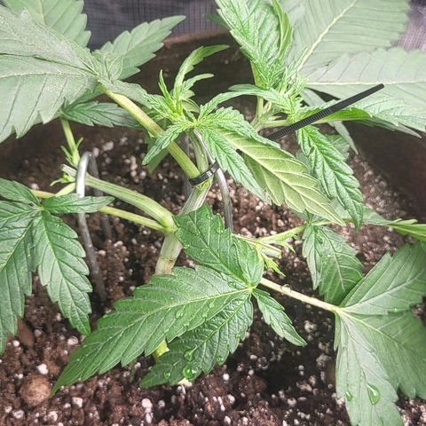 THUNDERFUCK FEM growlog photo: I broke one of the mains I am stupid. 
Let's see if it recovers. 