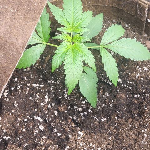 RUNTZ 1 growlog timeline photo