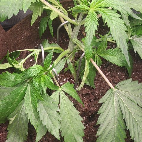 RUNTZ 2 growlog timeline photo
