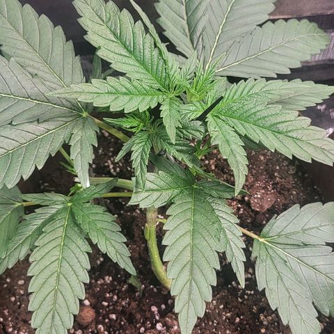 THUNDERFUCK FEM growlog timeline photo