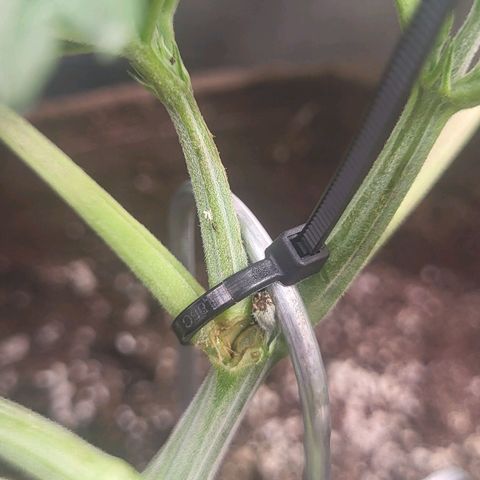 THUNDERFUCK FEM growlog photo: I cry