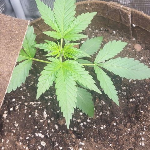 RUNTZ 1 growlog timeline photo