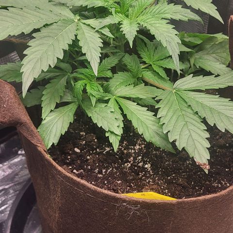 RUNTZ 2 growlog timeline photo