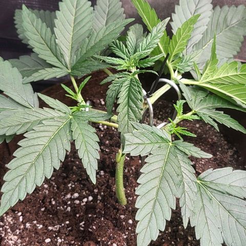 THUNDERFUCK FEM growlog timeline photo
