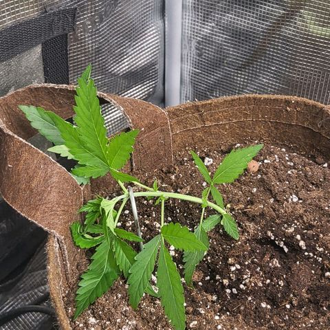 RUNTZ 1 growlog timeline photo