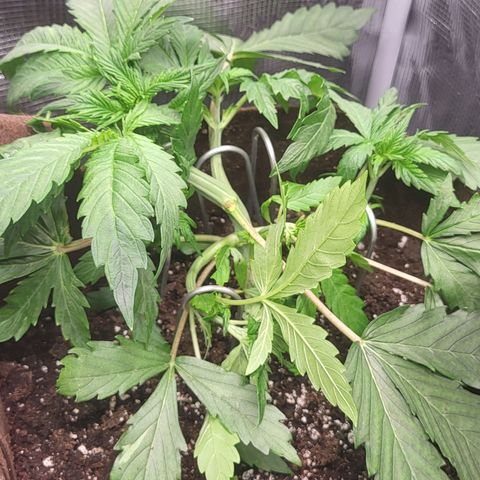 RUNTZ 2 growlog photo: 2 leaves broke when plying the plant