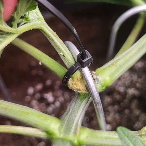 THUNDERFUCK FEM growlog timeline photo
