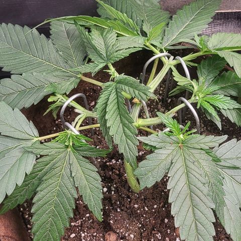 THUNDERFUCK FEM growlog timeline photo