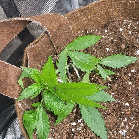 RUNTZ 1 growlog timeline photo