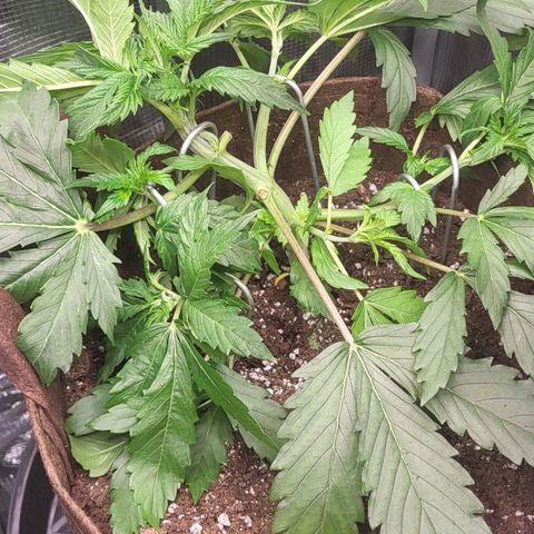 RUNTZ 2 growlog timeline photo