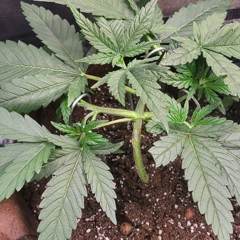 THUNDERFUCK FEM growlog timeline photo