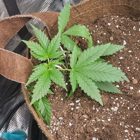 RUNTZ 1 growlog timeline photo